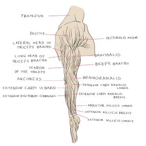 Arm vs Forearm: What’s the Real Difference?