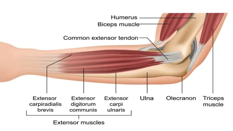 Diagram of the forearm extensor muscles