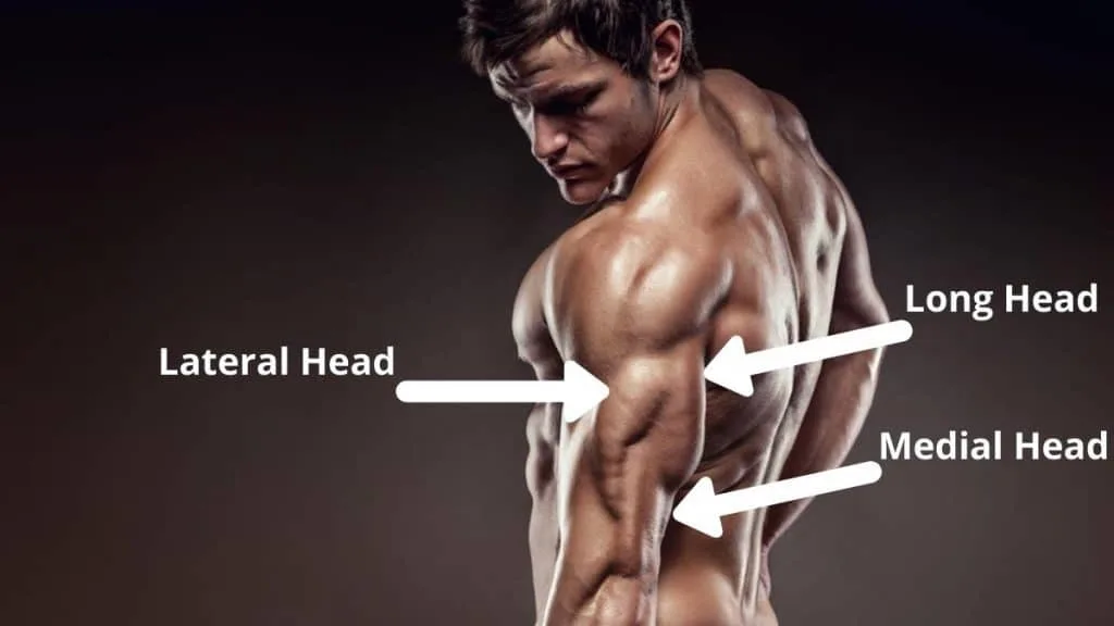 A fitness model showing the muscles worked in a dumbbell lying triceps extension