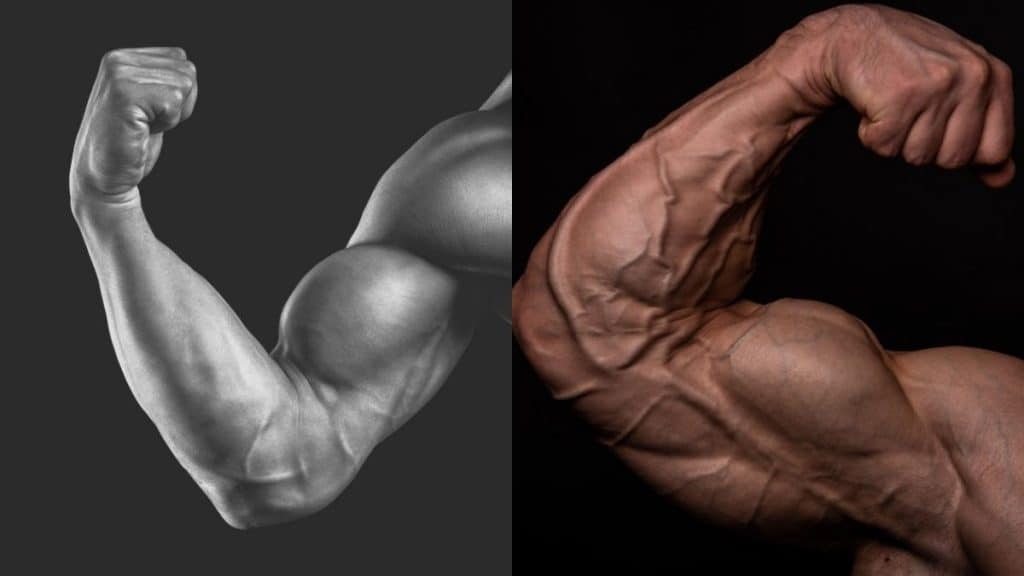 A pair of flexed biceps