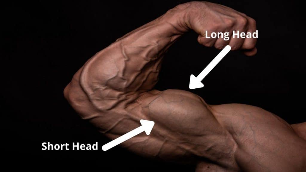 The heads of the biceps brachii