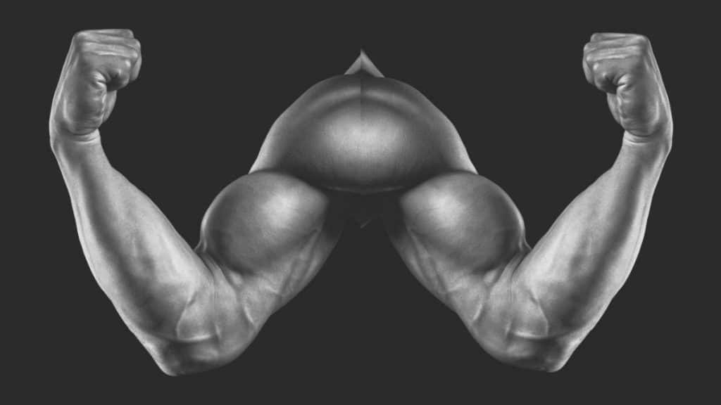 A pair of symmetrical biceps