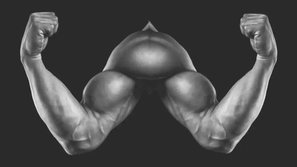 A pair of symmetrical biceps