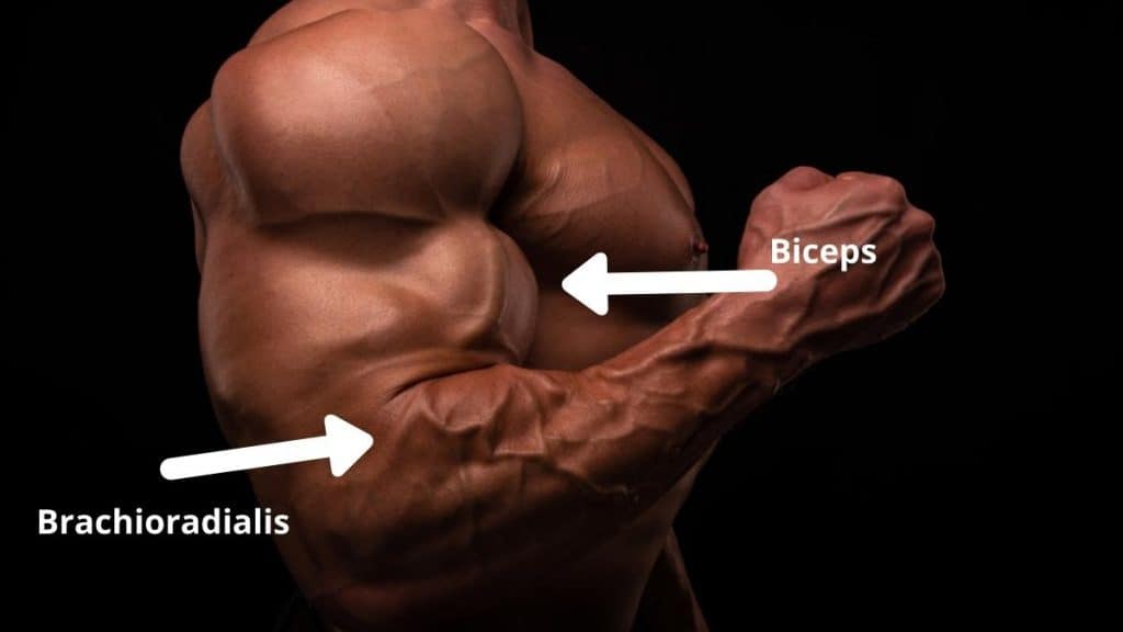 The brachioradialis and biceps muscles