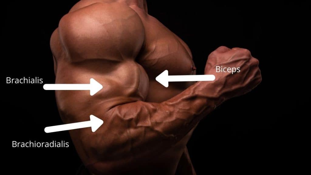 A muscular man showing the elbow flexor muscles