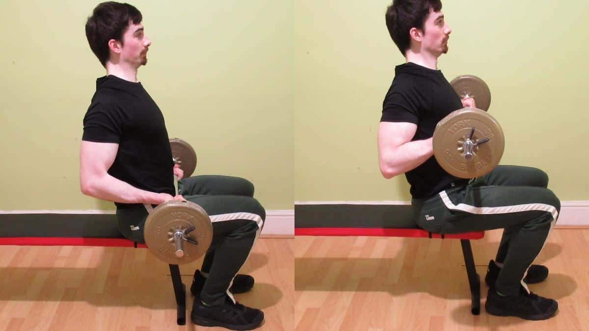 Seated barbell curl tutorial, pros, and cons
