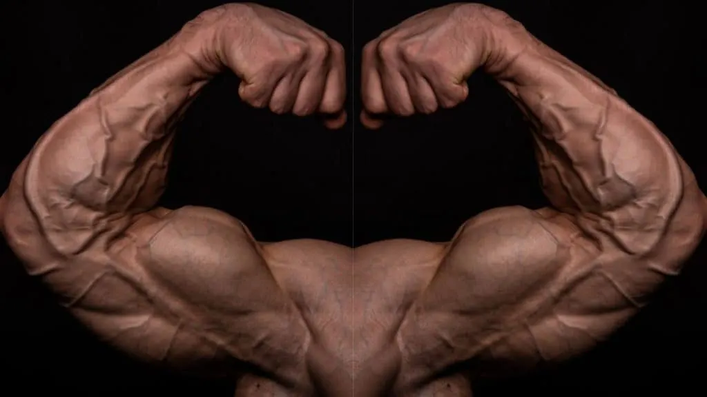 A pair of symmetrical biceps