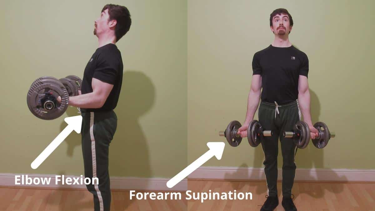 A man demonstrating the functions and actions of the biceps brachii muscle