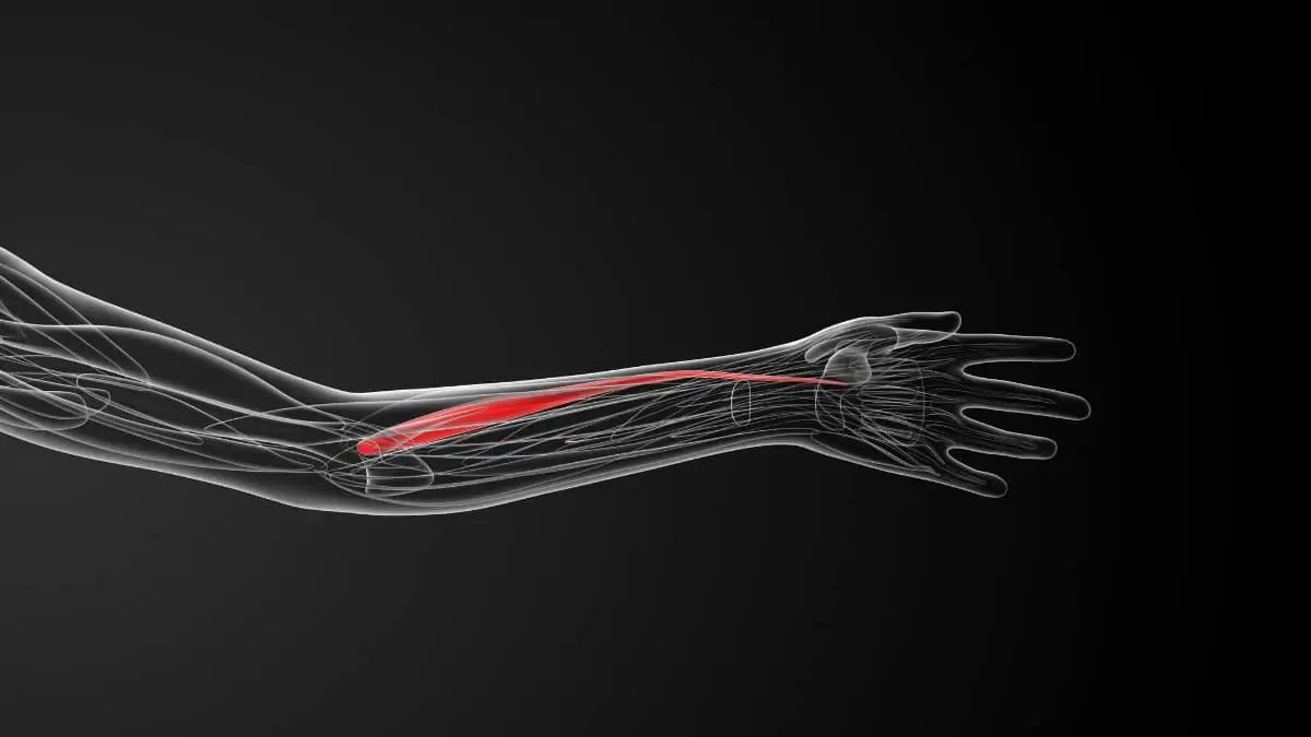 The extensor carpi radialis brevis muscle