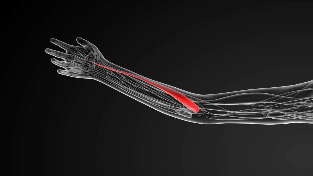 The extensor carpi radialis longus muscle