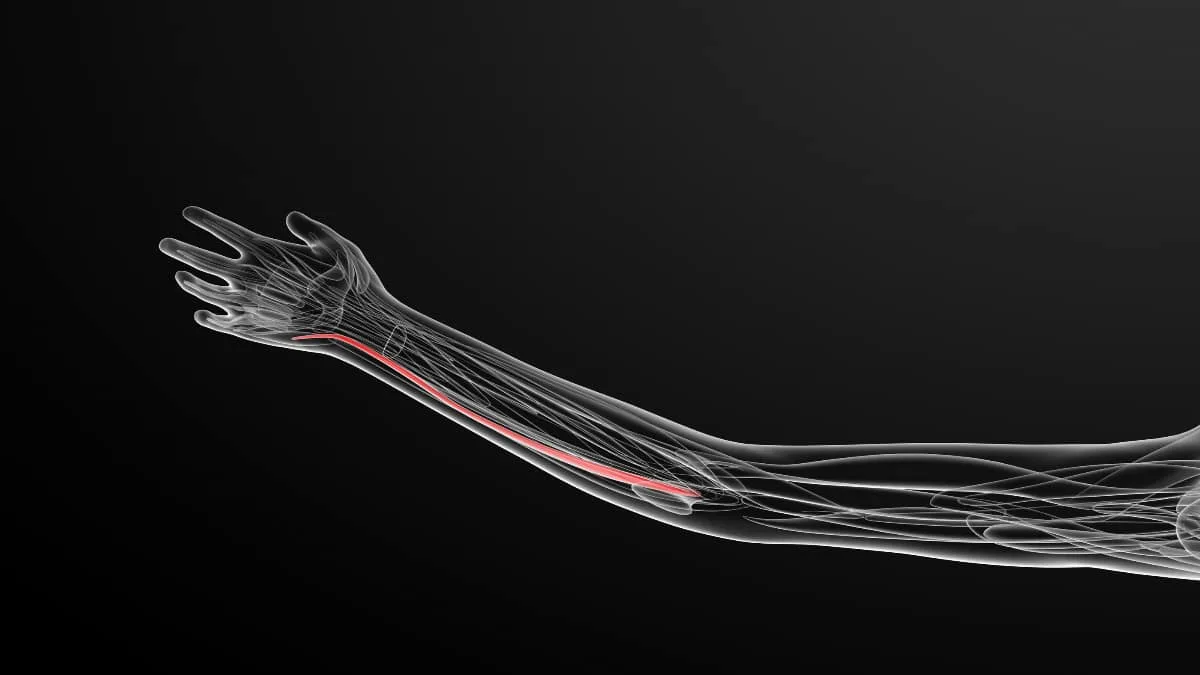 The extensor carpi ulnaris muscle