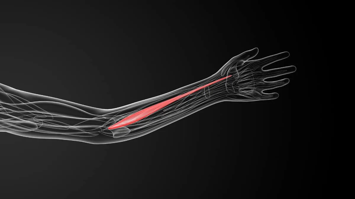 The flexor carpi radialis muscle