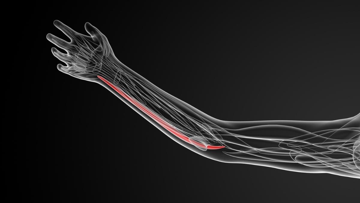 The flexor carpi ulnaris muscle