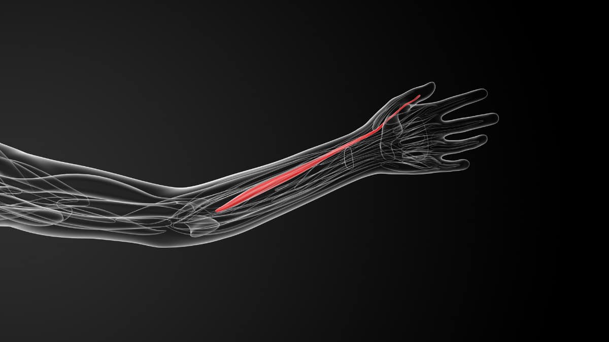 The flexor pollicis longus muscle