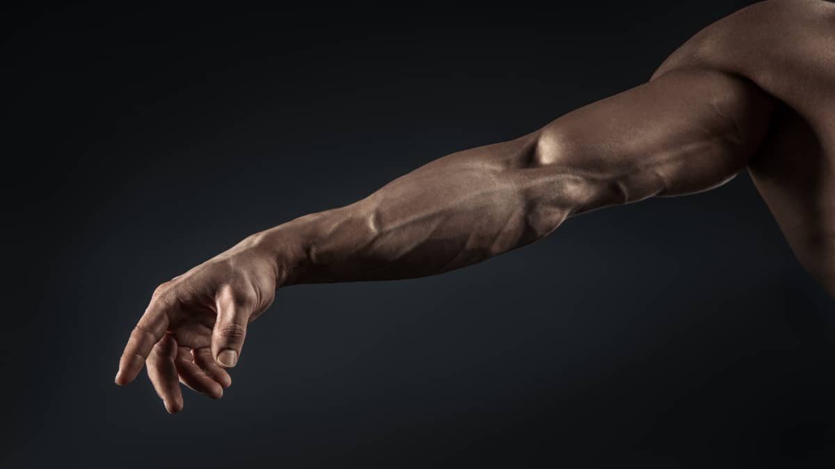 Close up of a muscular forearm