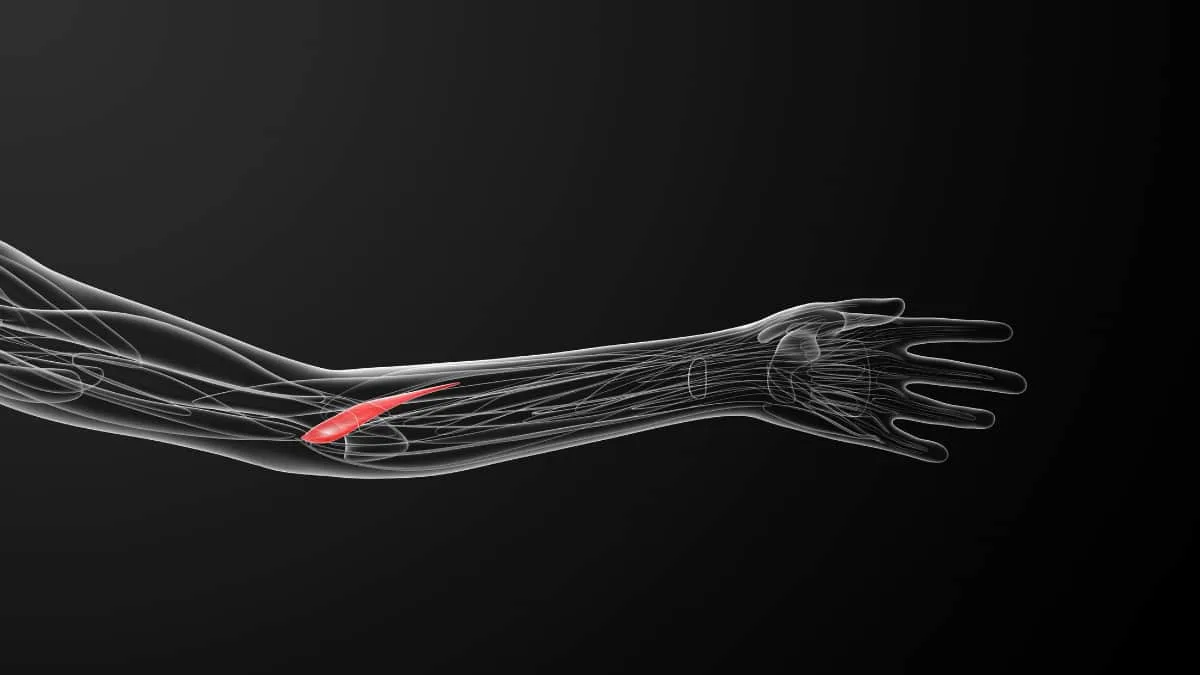 The pronator teres muscle